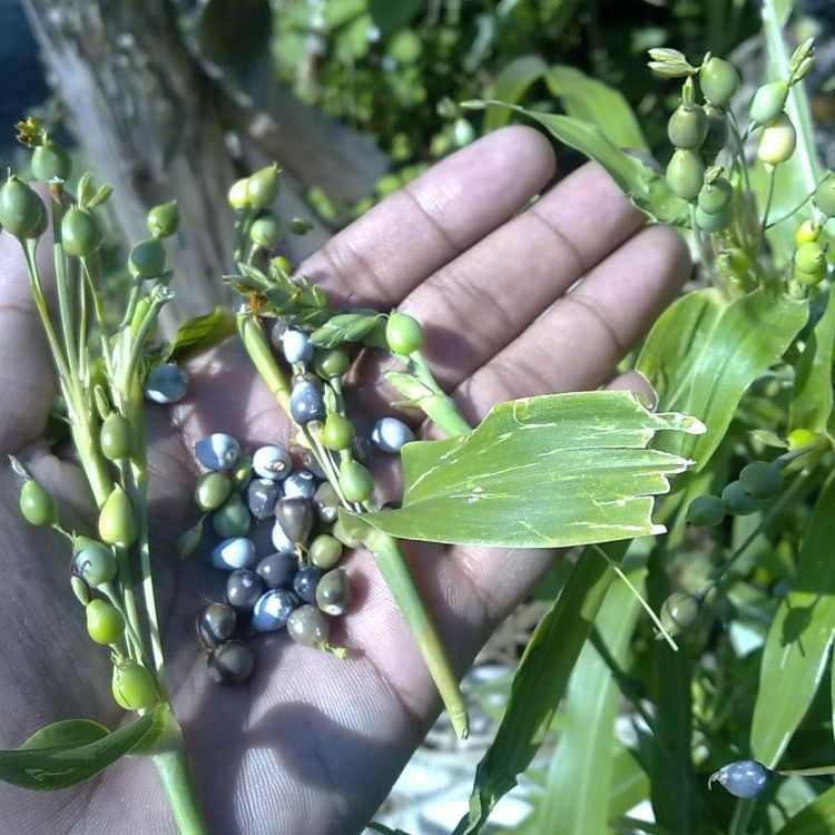 Terlaris - 25 Bibit Benih Jagung Hanjeli