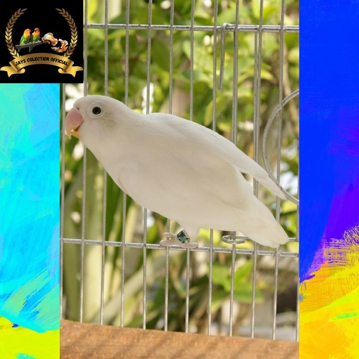 t00e- Burung Lovebird Albino Mata Hitam