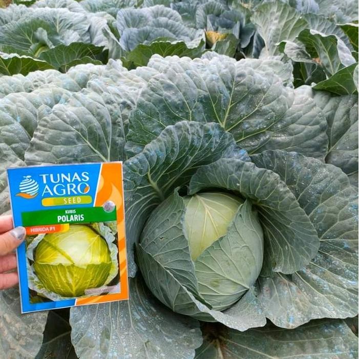 BENIH KUBIS POLARIS 100GRAM MURAH, BERBAGAI KEMASAN