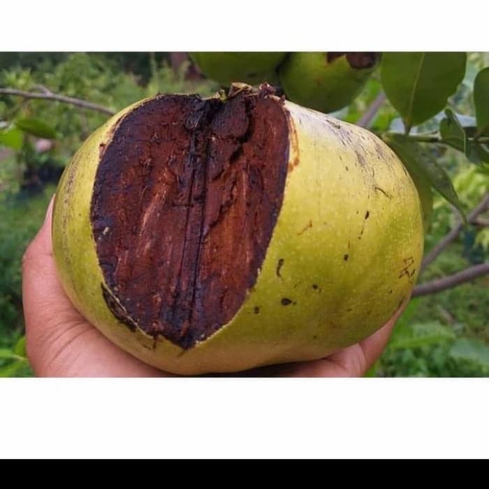 BIBIT BUAH BLACK SAPOTE JUMBO/ BLACK SAPOTE OKULASI TINGGI 80CM UP