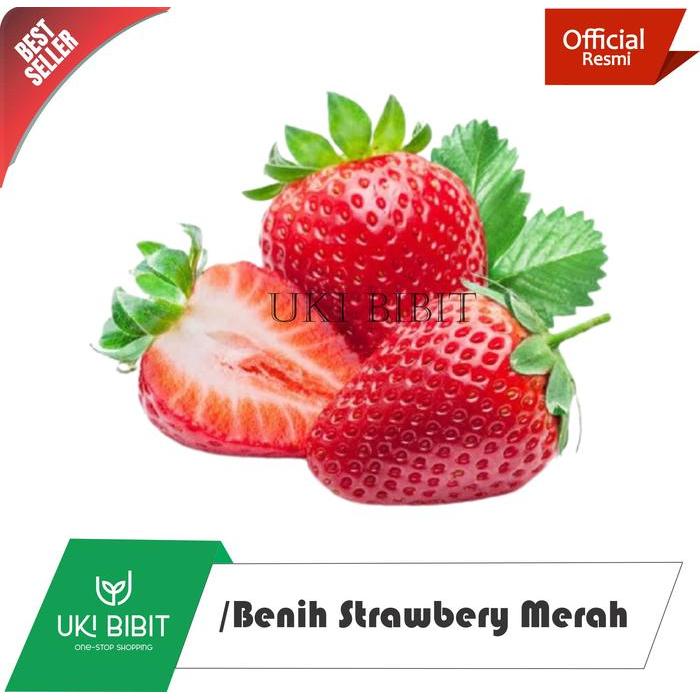 BIBIT F1 ( 20 BUTIR ) BENIH STRAWBERRY RAMBAT