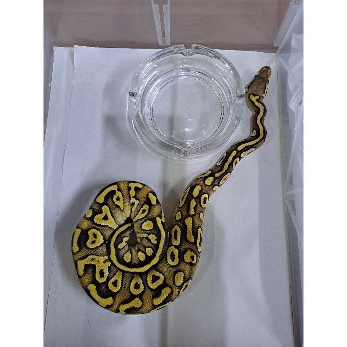 Mainan Anak Ular Ball Python Jinak Lucu Unik