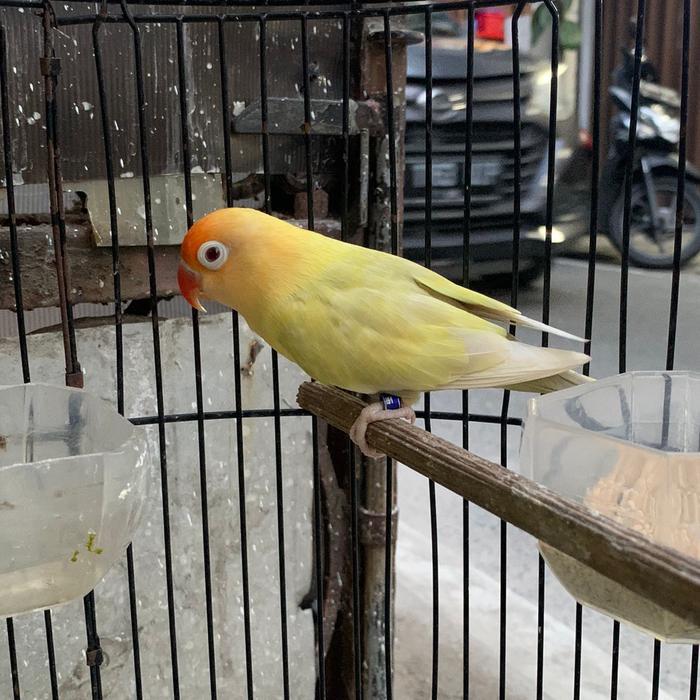 Lovebird Pb Pf Mm #Gratisongkir