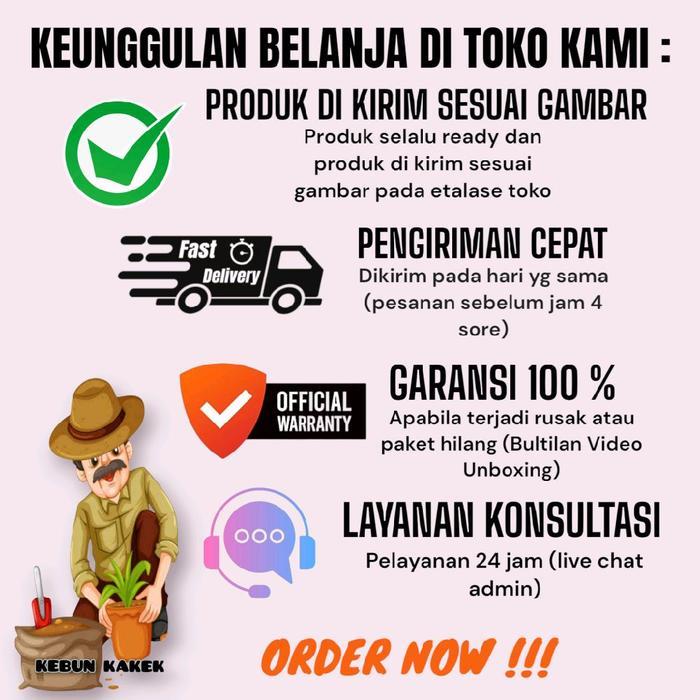 Rupa_Bagus Spathyphillum Muana Loa / Tanaman Hias Spathiphillum Muana Loa / Spatu Philum Muana Loa /