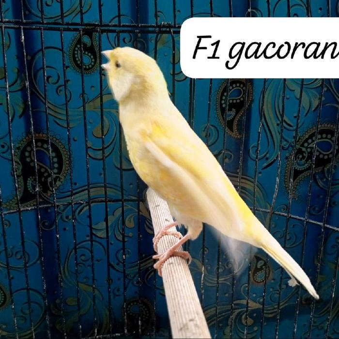 Jayus - Kenari F1 Gacoran Losring Gratis F1 Paud,, Betina Seri F1 Siapan Foto Terbaru Pilihan Banyak