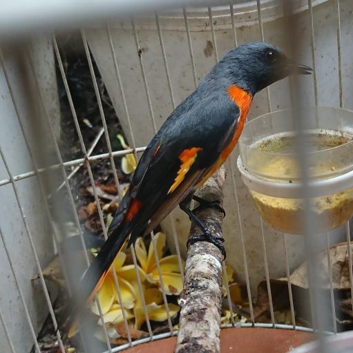 Jayus - Burung Mantenan Jantan Warna Cantik