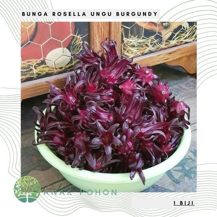 Benih Bibit Biji - Bunga Rosella Ungu Burgundy - Kualitas SUPER