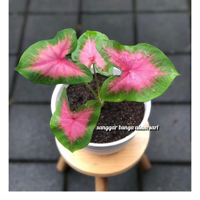 

TANAMAN HIAS CALADIUM PINK LOVE SPLASH + POT PUTI