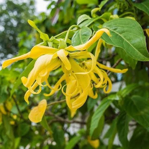 SM- Tanaman Hias Bunga Kenanga Pohon Kenanga Bibit Tanaman Bunga Kenanga