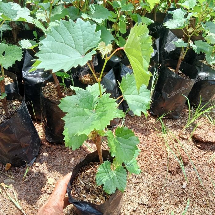 STOK TERBATAS bibit pohon anggur - bibit anggur rambat - tanaman anggur