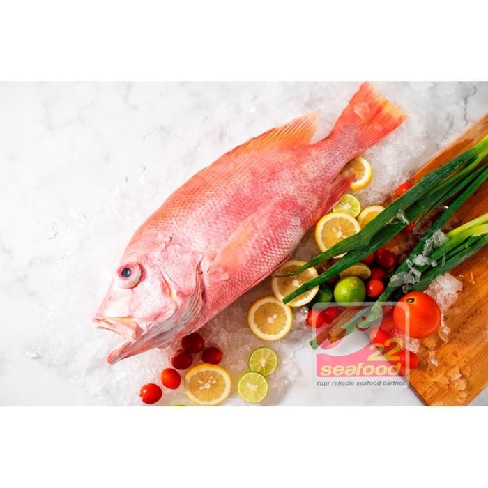 

Pilihan- Ikan Kakap Merah Utuh / Export Quality / Ikan Laut / Seafood 22