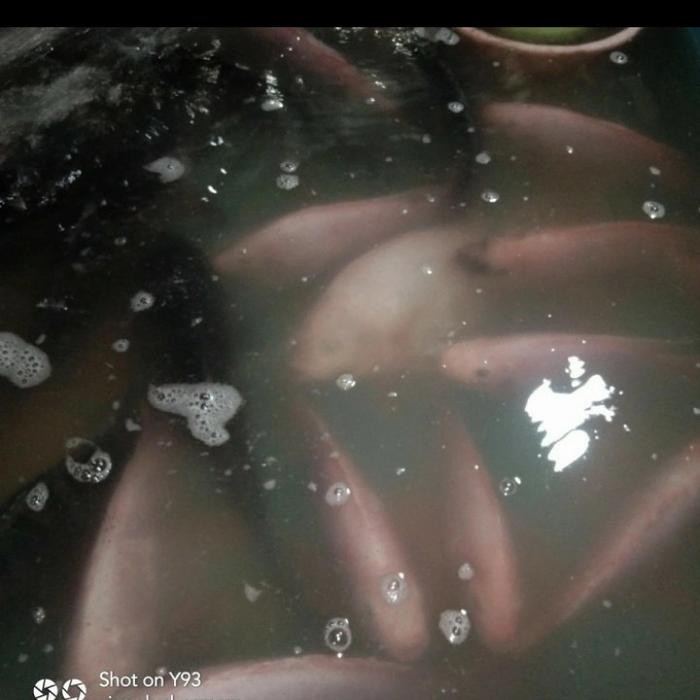 

Pilihan- Ikan Nila Merah Besar