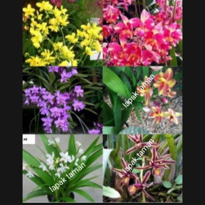 paket 6 bibit anggrek tanah - tanaman hias anggrek tanah