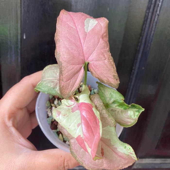 Syngonium Strawberry Milk Ekonomis Menor