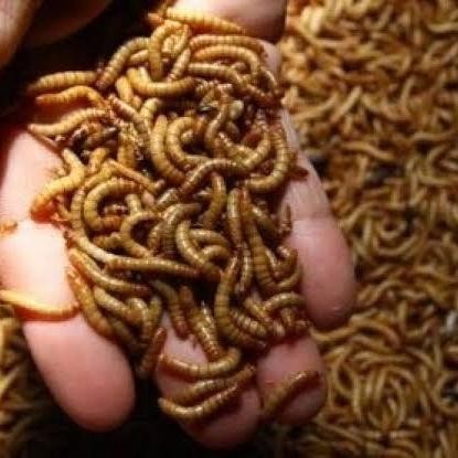 Pilihan- Ulat Hongkong 1 Kg