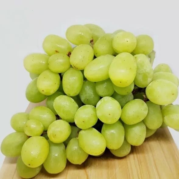 Pilihan- Anggur Hijau Tanpa Biji Manis Fresh