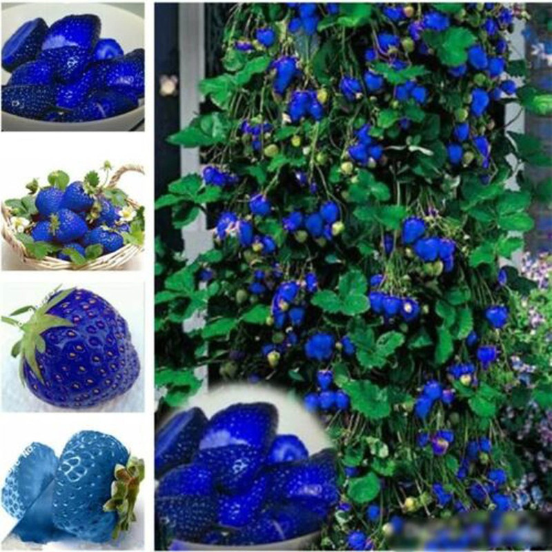 Terlaris - 25 Bibit Benih Buah Strawberry Biru