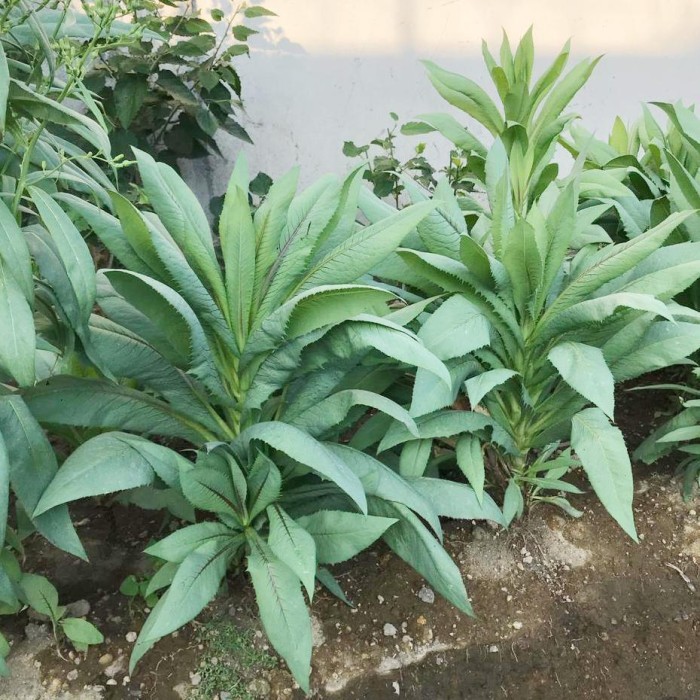 Flash Sale - 50 Bibit Benih Fumak Hijau