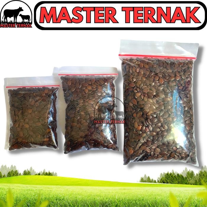 Stok Baru BENIH LAMTORO TARAMBA SUPER-BIJI LAMTORO 50 gr 100 gr 250 grdan 500 gr