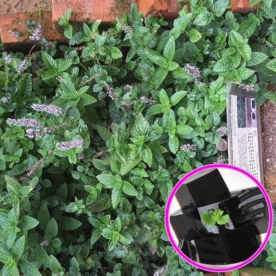 Bibit Cincau Hitam Bibit Tanaman Cincau Hitam Janggelan Asli