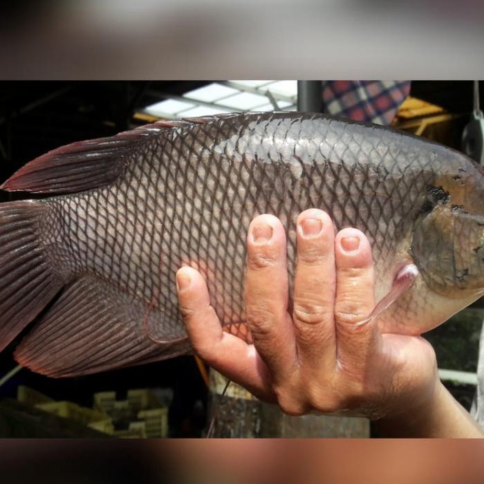 Eat77- Ikan Gurame Hidup 1 Kg
