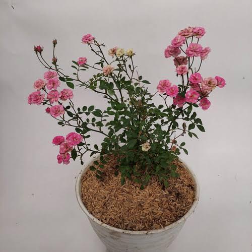 tanaman mawar baby rose mini