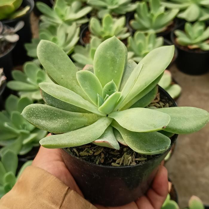 Sekulen - Sekulen murah - Sekulen lemon medium pot 10cm