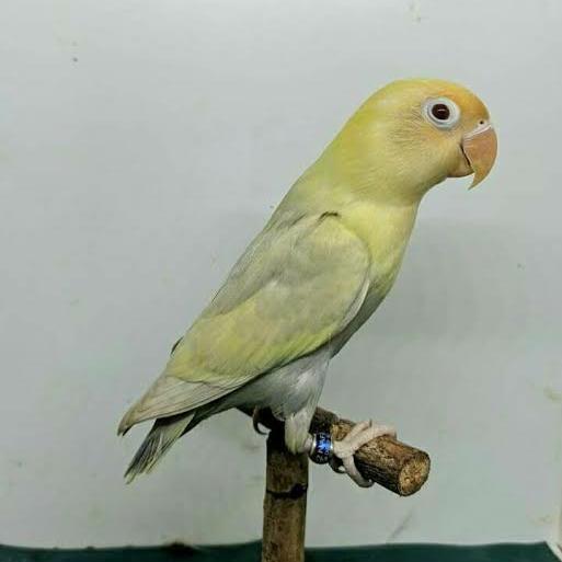 Lovebird Parblue Pastel /Burung Lovebird Pastel #Gratisongkir
