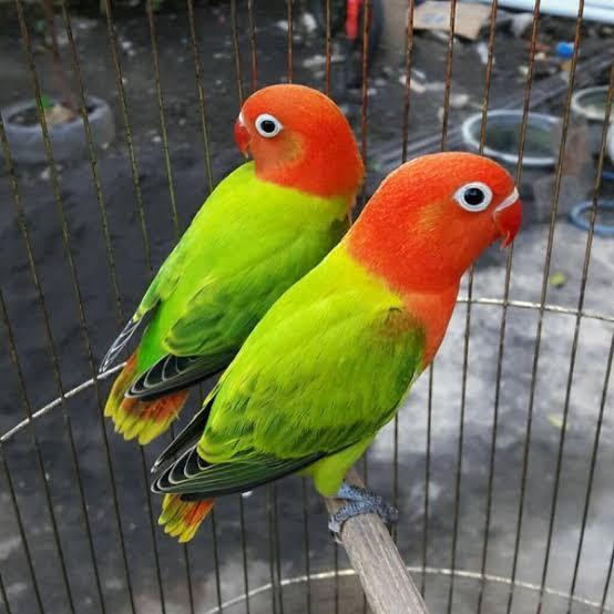 Biola Green/Lovebird Biola Diskon Sell