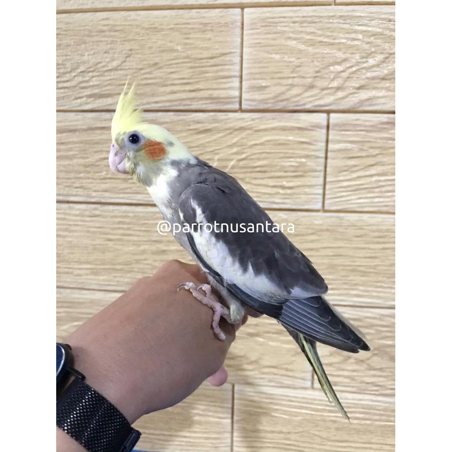 Jayus - Burung Falk / Parkit Australia Jinak Usia Paud Mandiri Jinak