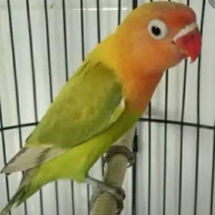 Jayus - Burung Lovebird Pasjo Paud Jantan/Betina