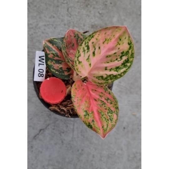 

Tanaman hias aglonema wulandari TANAMAN SESUAI FOTO