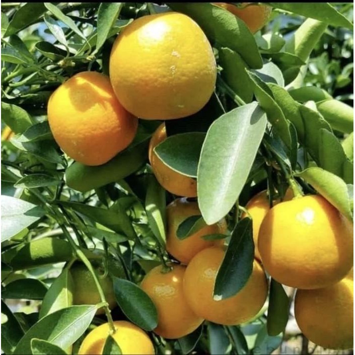 

Tanaman Buah Jeruk Chokun Berkualitas // jeruk manis Berbuah