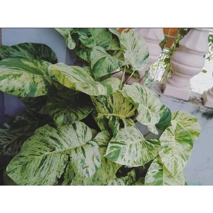 SALE jumbo...sirih gading varigata - sirih marble queen lurwku 1670vi