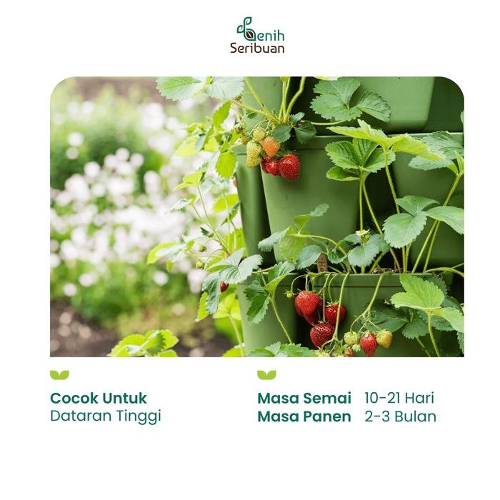 KOMPLIT 10 Benih Strawberry Rambat Import Benih Buah Stroberi Manis Unggul