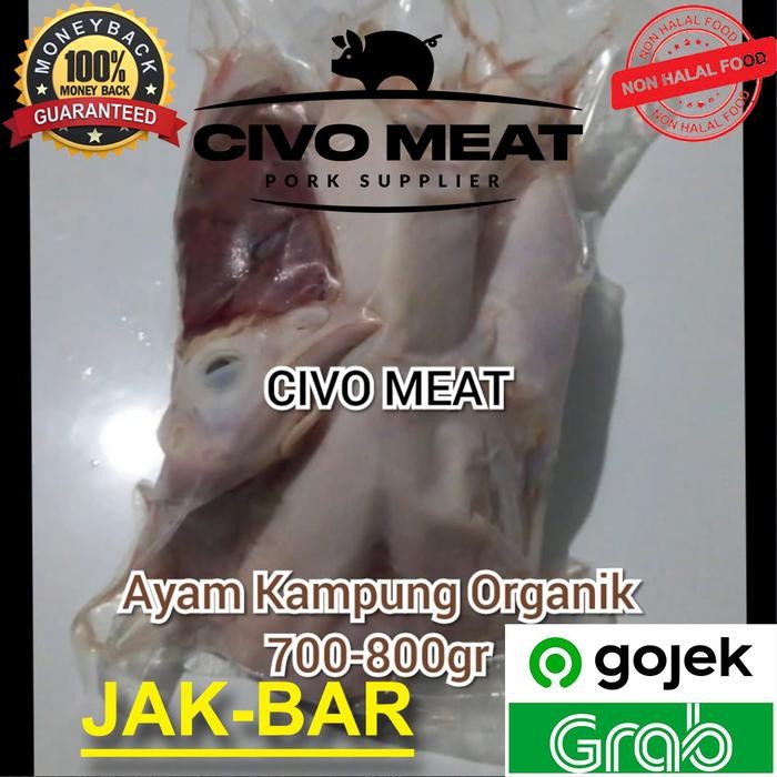 

Pilihan- Ayam Kampung Organik 1Ekor 700-800Gr Frozen - Dijamin Bersih No Bulu