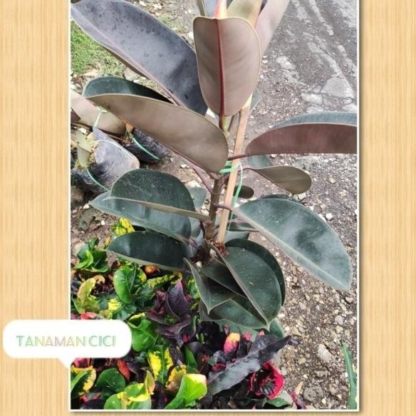 ficus burgundy karet kebo include pot putih