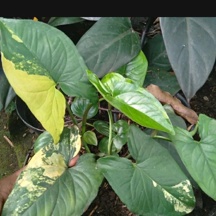 Syngonium variegata kuning 04