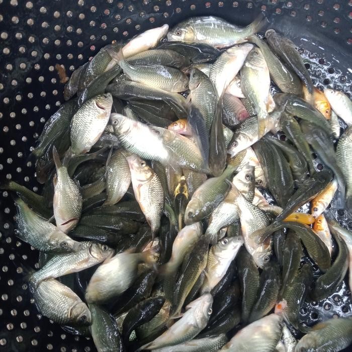BIBIT IKAN MAS PAKAN PREDATOR PER LITER