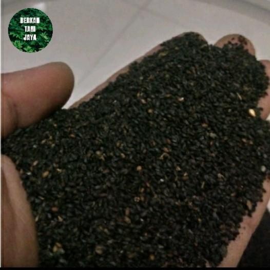 bibit benih sayur kemangi murah 500 gram