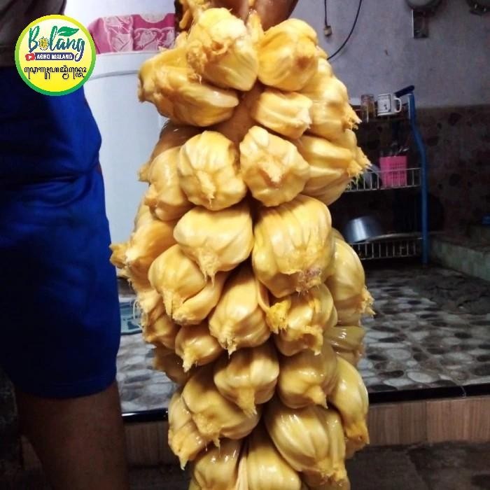 [ cempedak king kuning sambung susu ]