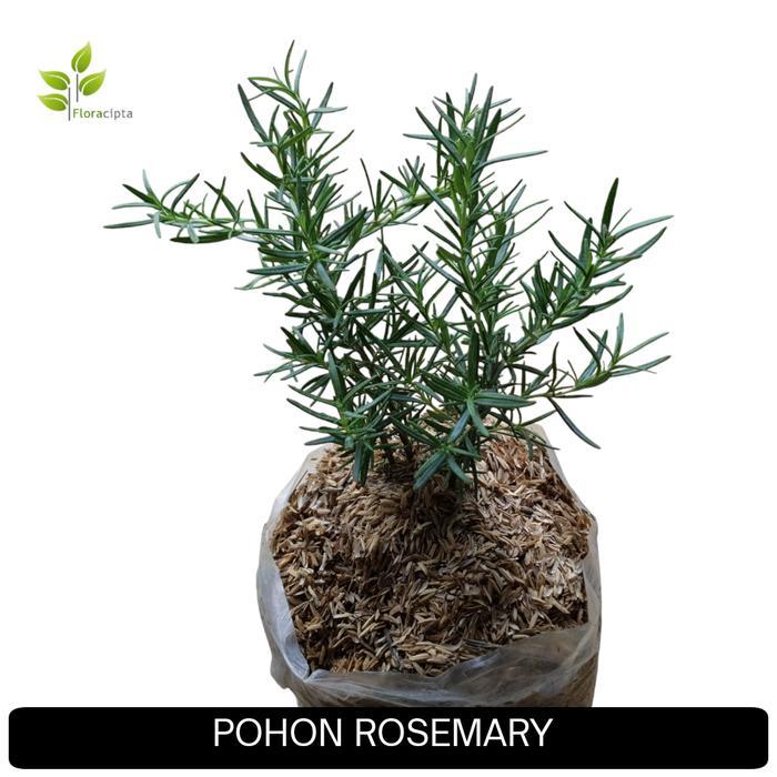 BIBIT F1 BIBIT POHON ROSEMARY/TANAMAN ROSEMARY - ROSMARY