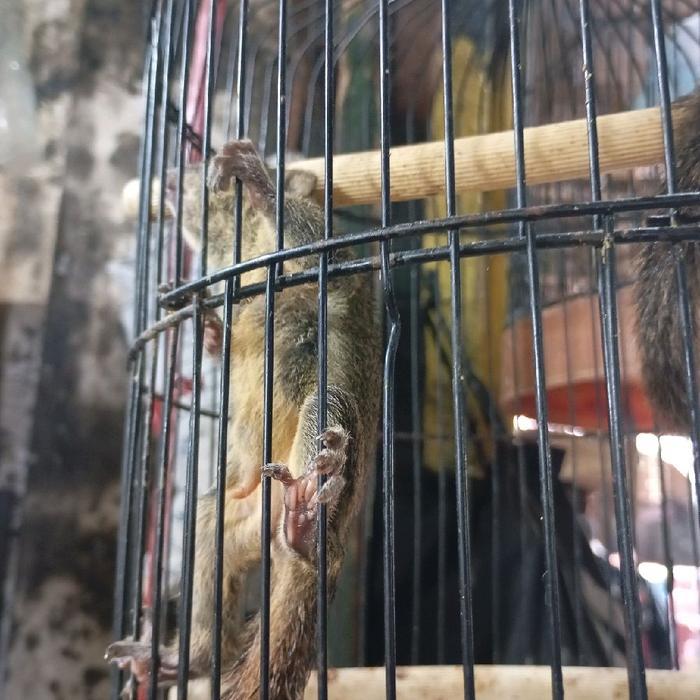 Tupai/Bajing. Kelapa Anakan.Jinak.Jantan/Betina . Ready