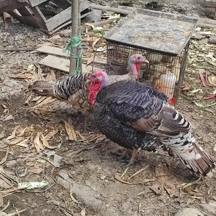 Ayam Kalkun Indukan Dewasa Sepasang Atau 2 Ekor Jantan Betina
