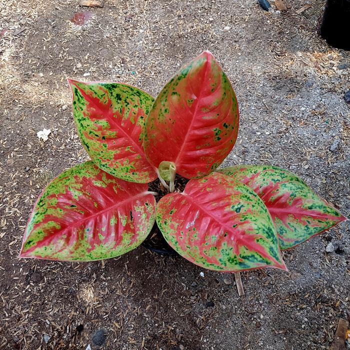 Aglonema Mahasety