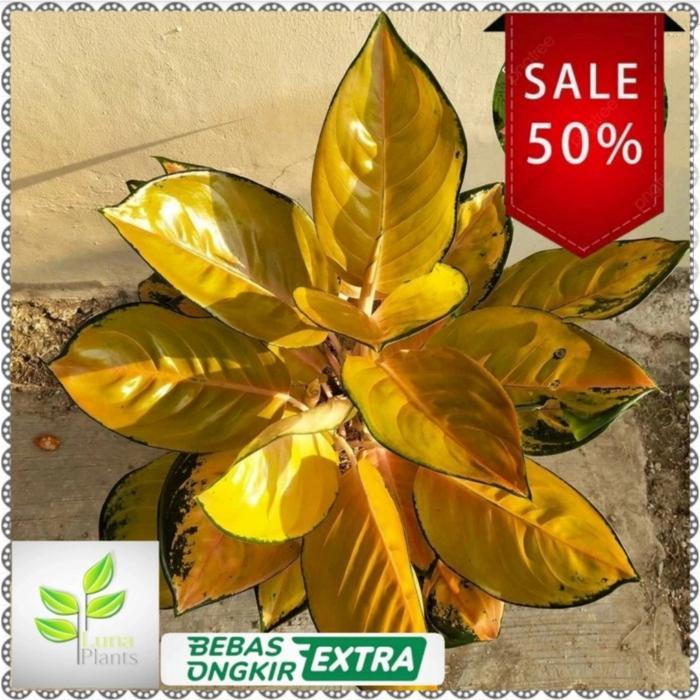 aglonema sultan brunei / tanaman hias aglonema sultan brunei bibit