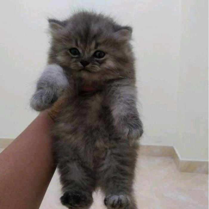 kucing persia Munchkin longhair