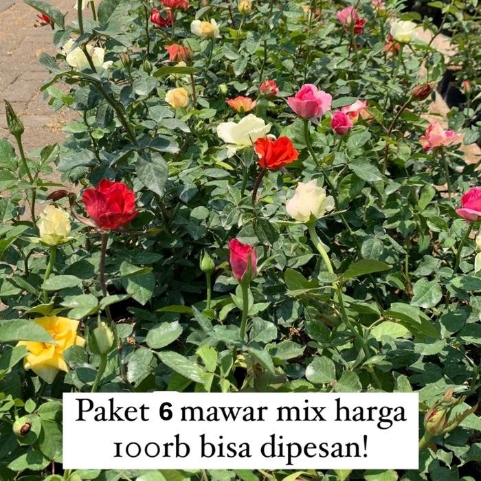 

tanaman bunga mawar hidup