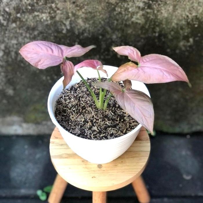 

Tanaman Syngonium Pink