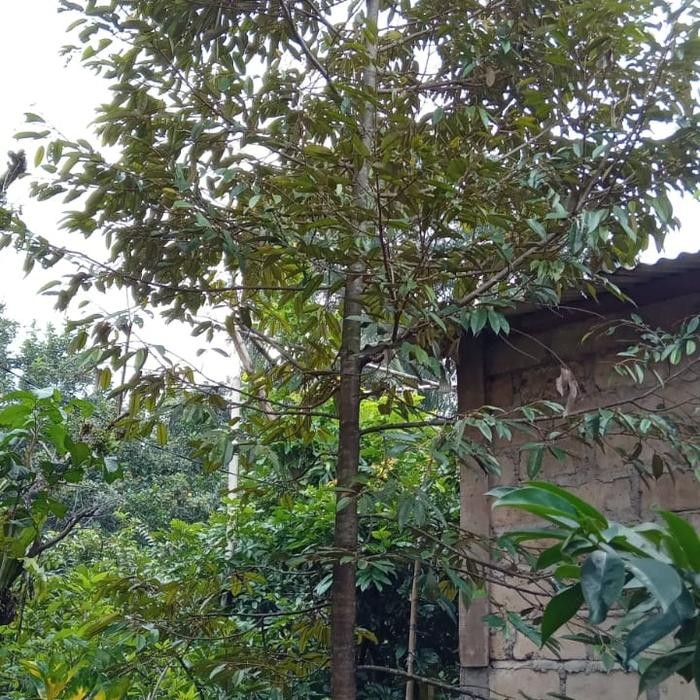 

pohon durian pesanan pak hari
